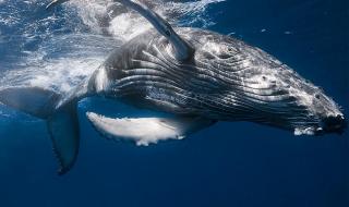 鲸鱼是不是哺乳动物